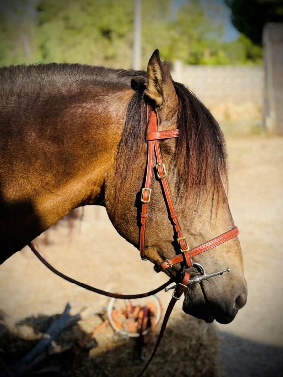 2033 Toledo single bridle