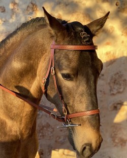 2033 Toledo single bridle