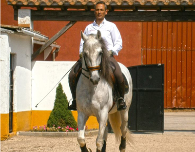 SPANISH COUNTRY, PORTUGUESE & WORKING EQUITATION