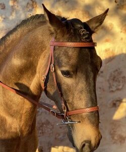 2033 Toledo ingle bridle